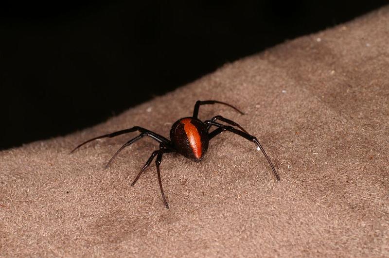 Latrodectus_hasselti_D7220_Z_89_Alexandra hills Brisbane_Australie.jpg